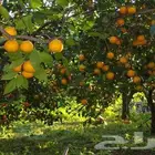 شتلات برتقال ابو صره