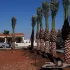يوجد لدينا جميع انواع النخل العربي والوشنطني