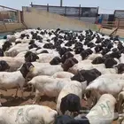 غنم بربري مقفله شحم ولحم