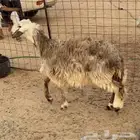 رخال نجد العدد 2