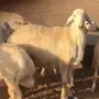 مشروع فحل