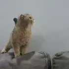 انثى سكوتش فولد قولد قزم