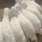 ذبايح حريات واضاحي أبو عبدالله مع التوصيل جدة