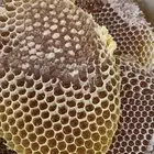 عسل مشروط ومضمون