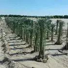 توريد وزراعة جميع انواع النخيل