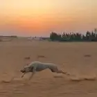 سلوقي