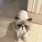 قط بيكي فيس للتبني سليم وماخذ كل التطعيمات معاه جواز سفر