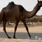 مجهم مفروده طيبه جددا