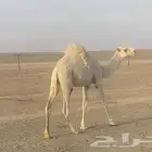 قعود