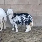 رخلة نجدية قل شحم
