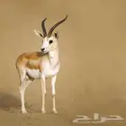 مطلوب غزلان ريم