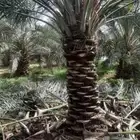 نقوم بعمل مزارع النخيل تركيب تحويض اشويك وتلقيح