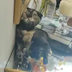 قطة صغيرة سكوتش فولد انثى مع الأغراض