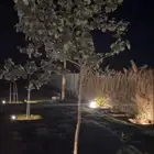 اشجار خبيز ساحلي