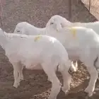 غنم حري عمر اربعه شهور ونص محصنه