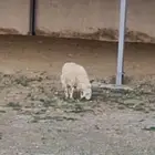 طليان واحد حري وواحد سواكني للبيع