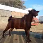 تيس ادهم اجم