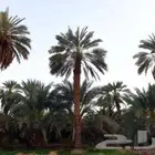 مطلوب سايس خيل خبره