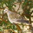 قمري مسافر