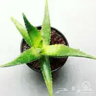 نباتات وصبارات الاثنين ب 5