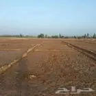 حظائر طيور وغنم للايجار