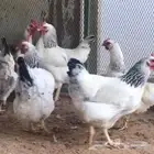 دجاج كولمبي