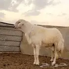 ضمطلوب فحل حري صنف طول وجبر وارتفاع شرط القريع النسف والصحه