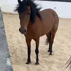 بونية و بنتها