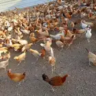 دجاج بلدي