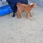 عنز للبيع