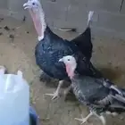 جاج رومي طقم ذكر و2اناث