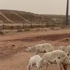 حريات