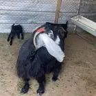 ( تم البيع )عند عارضيه معها جفره وتيس