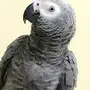 ببغاء كاسكو متكلم وأليف جداا