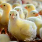 صوص لاحم روص 308