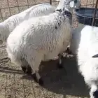 خرفان للبيع