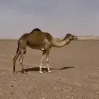 ناقه حايل