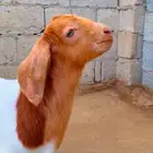 بورقوت تم البيع
