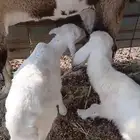 طليان دواغير