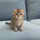 قط سكوتش تايقر