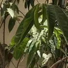 شجرة الجرافيولا النادره وفؤائدها Graviola