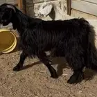 تيوس طيبه مخاصي يوجد خدمة الذبح والتوصيل