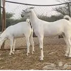 جفار بيشيات