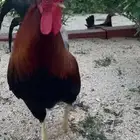 دجاج وديوك بلدي بياض