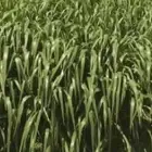 شتلات بونيكام كبير للبيع نوصل لجميع مدن المملكة