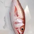 فارس ابو بصيل كميه محدوده