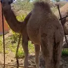 للبيع بكرتين اعمارها على خمسة شهور