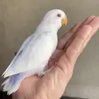 روز اليف عليه ضمان
