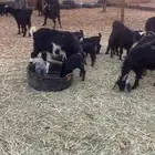 معزا عددها 20 معها 13