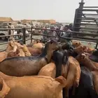 تيوس فل شحم مشروطين شرط العدد 24